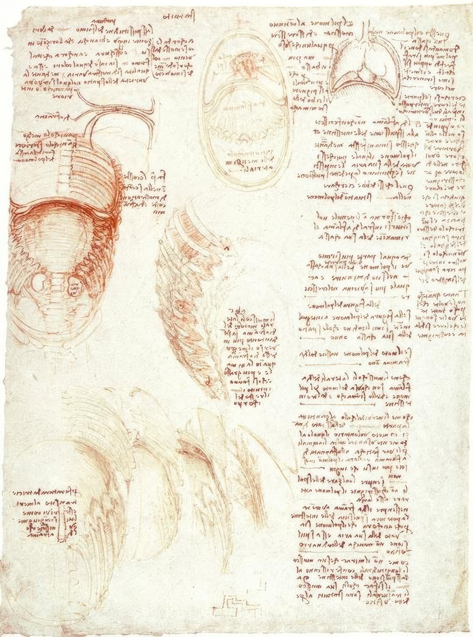 Estudos de anatomia: tórax e diafragma de Leonardo da Vinci