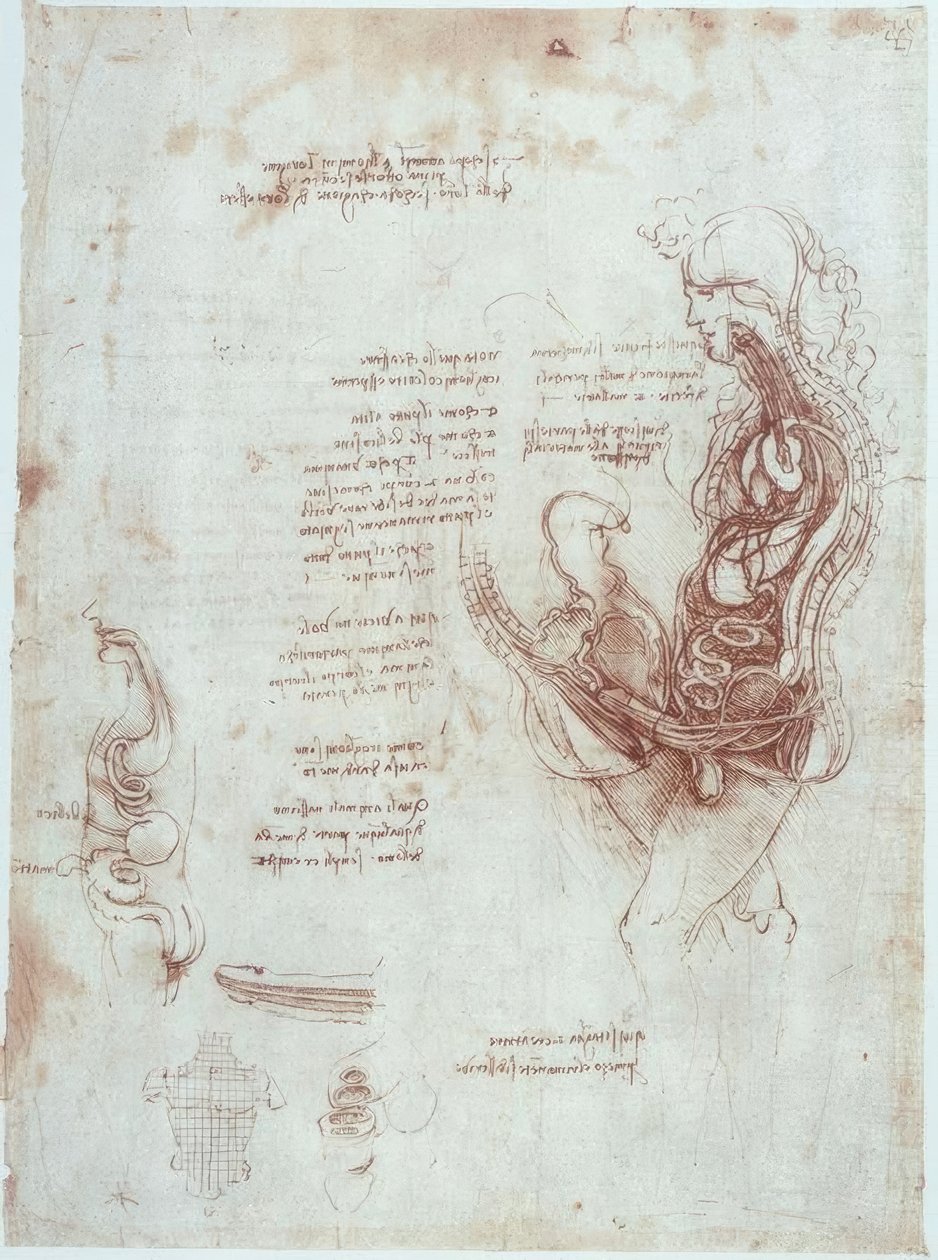 Estudos de anatomia: Koitusposition em seção longitudinal de Leonardo da Vinci