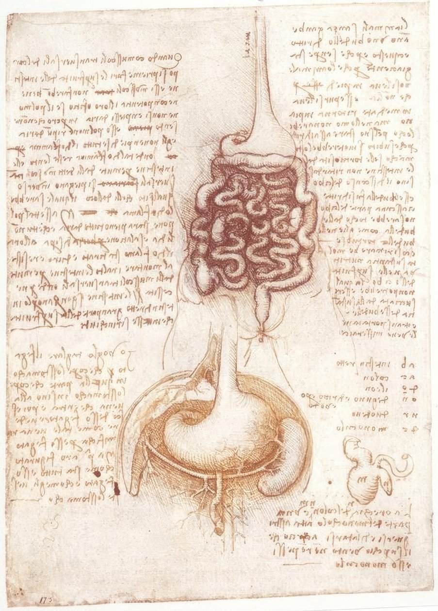 Estudos de anatomia: sistema digestivo de Leonardo da Vinci