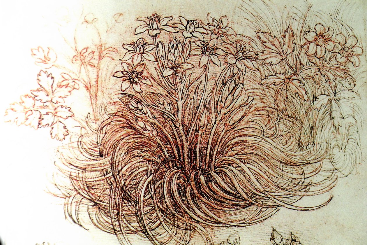 flores de Leonardo da Vinci