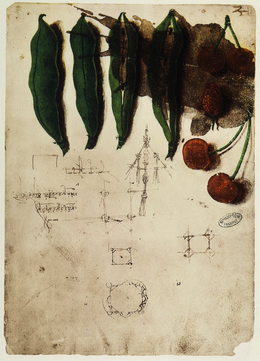Cerejas e ervilhas: desenho de Leonardo da Vinci, parte do Codex B (2173), c.2r, alojado no Institut de France, em Paris de Leonardo da Vinci