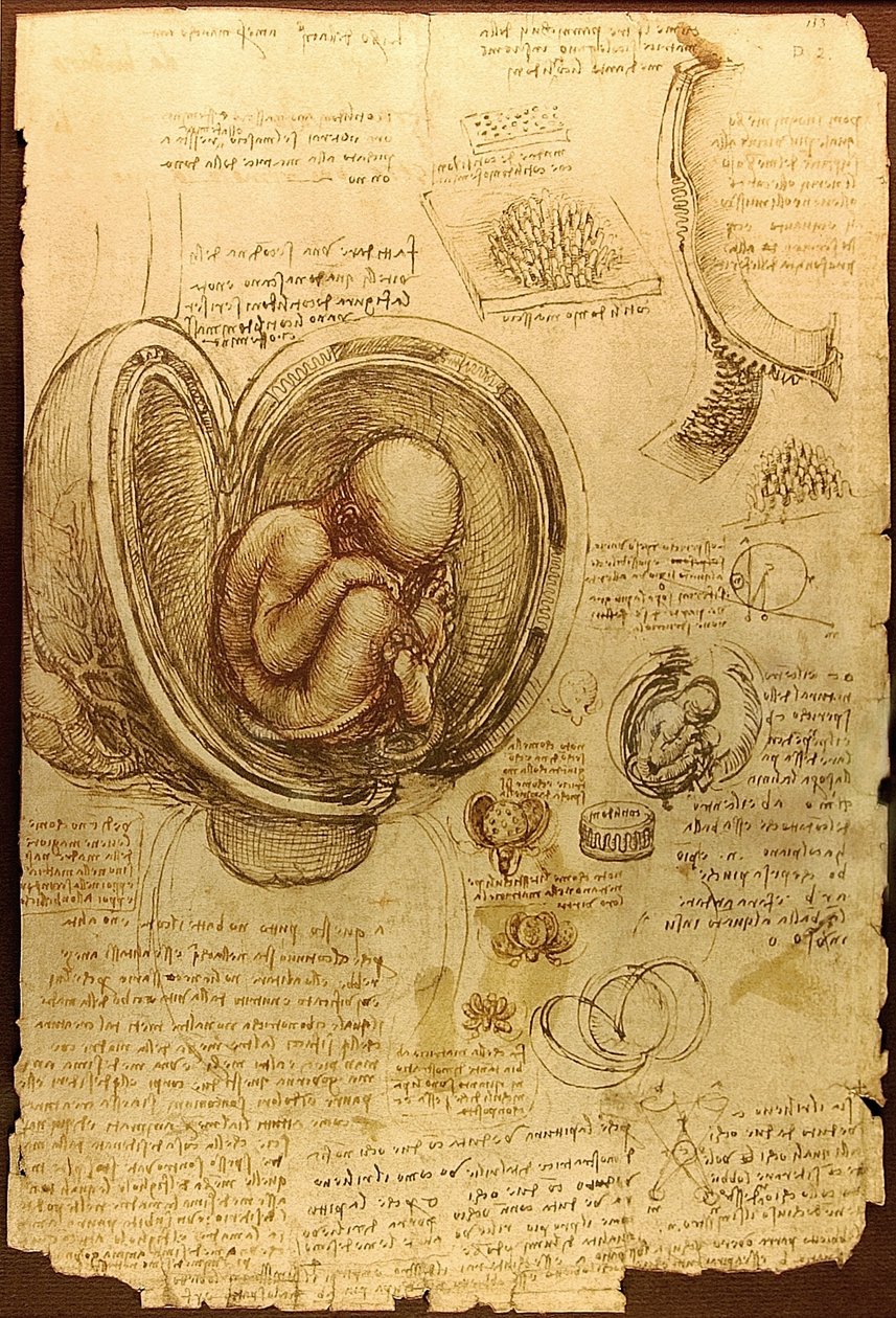 Estudos Da Vinci de Embryos Luc Viatoura de Leonardo da Vinci