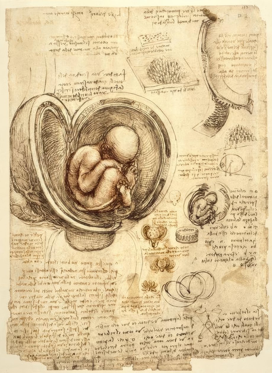 Feto no útero de Leonardo da Vinci