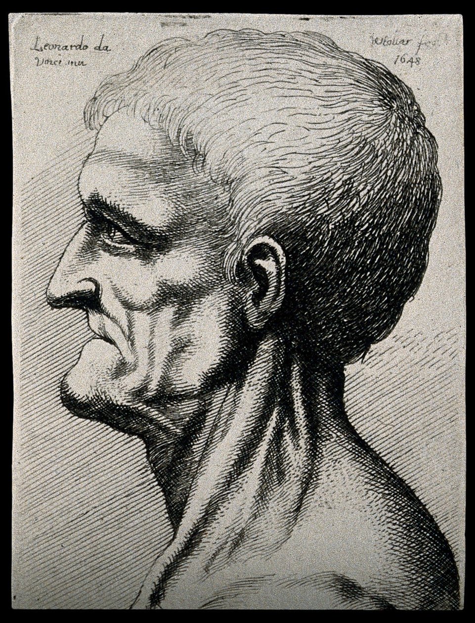 Cabeça e pescoço de um homem idoso, visto no perfil esquerdo de Leonardo da Vinci
