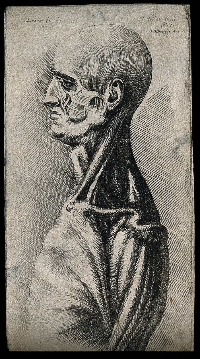 Cabeça e ombros de um homem, visto a partir da esquerda de Leonardo da Vinci