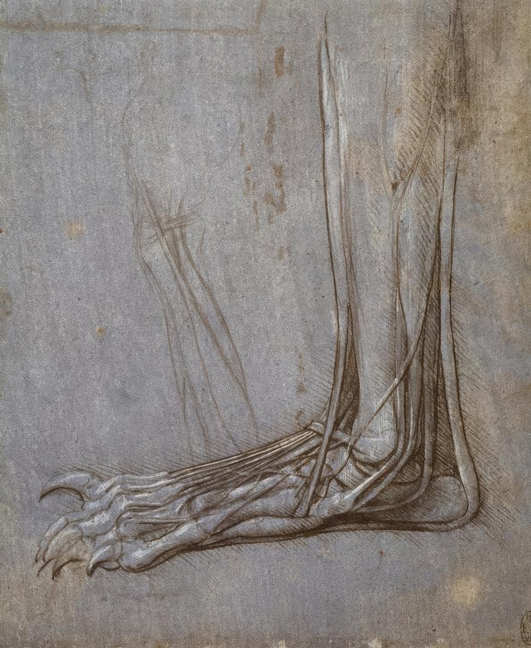 Alongamento do tendão dos dedos de uma pata de urso de Leonardo da Vinci