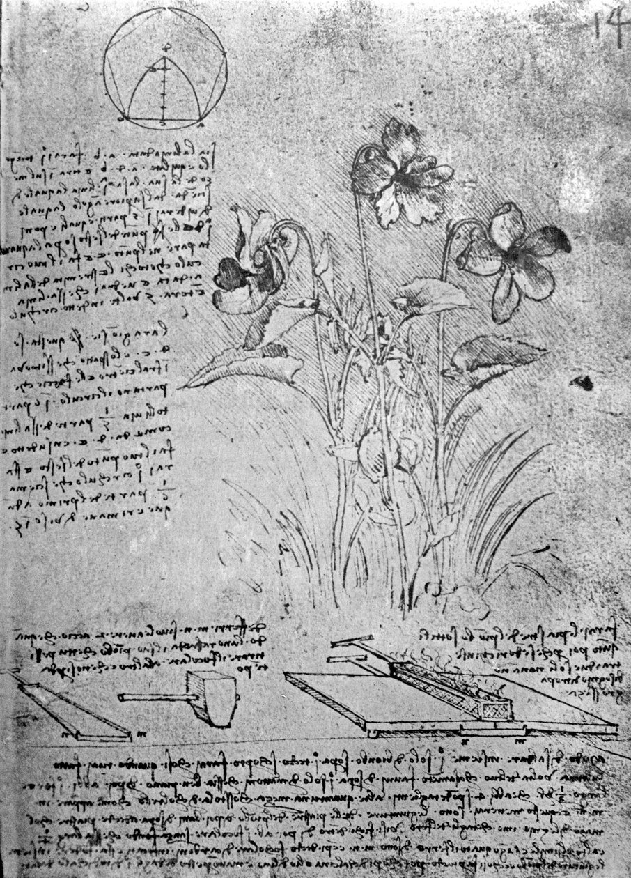 Estudos de Violas (Viola odorata e Viola canina), fol. 14r do manuscrito B, c.1487-90 (caneta e tinta no papel) de Leonardo da Vinci