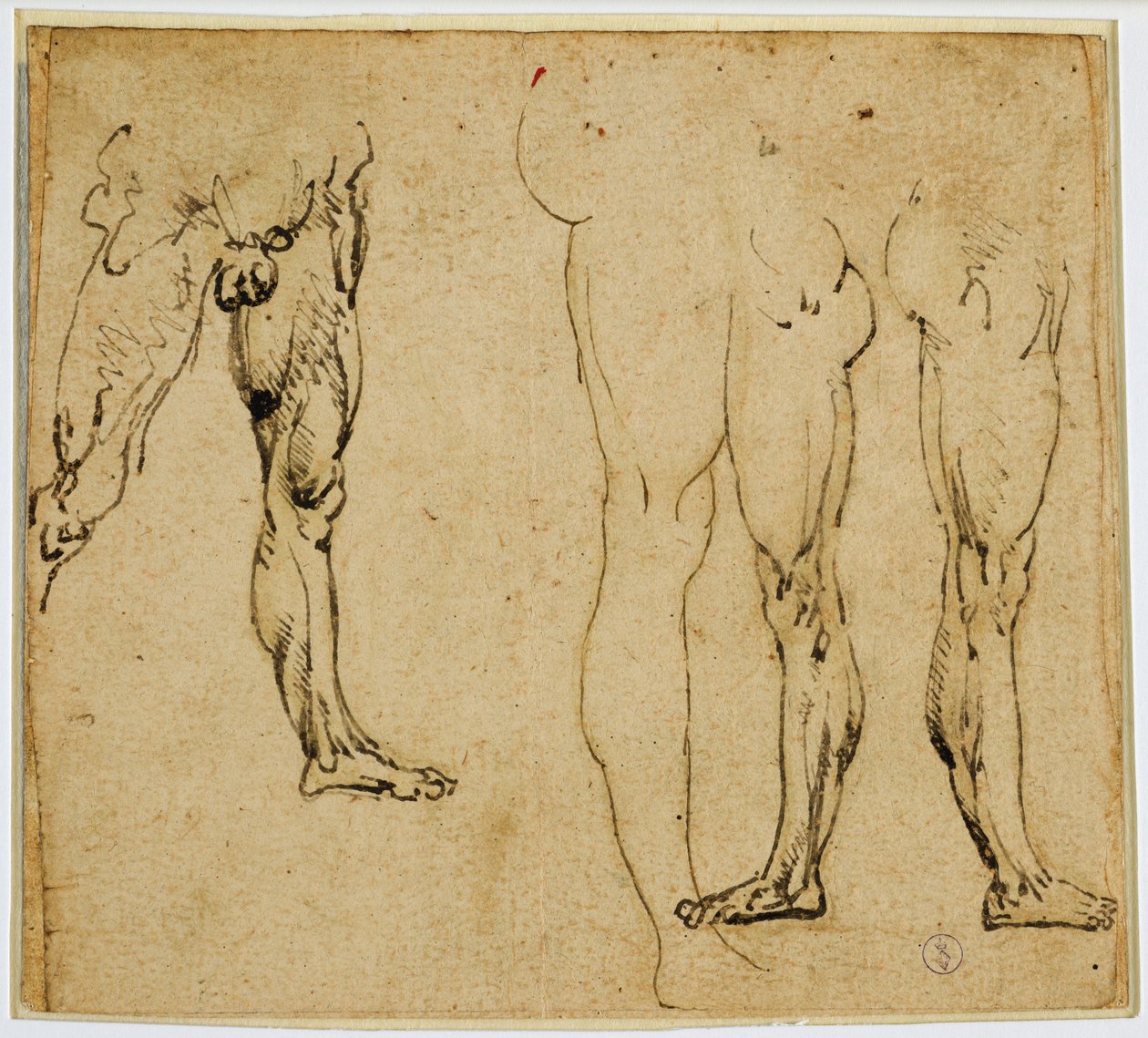 Estudos de pernas viris, c. 1485-1487 (caneta e tinta, com traços de ponta de metal no papel) de Leonardo da Vinci
