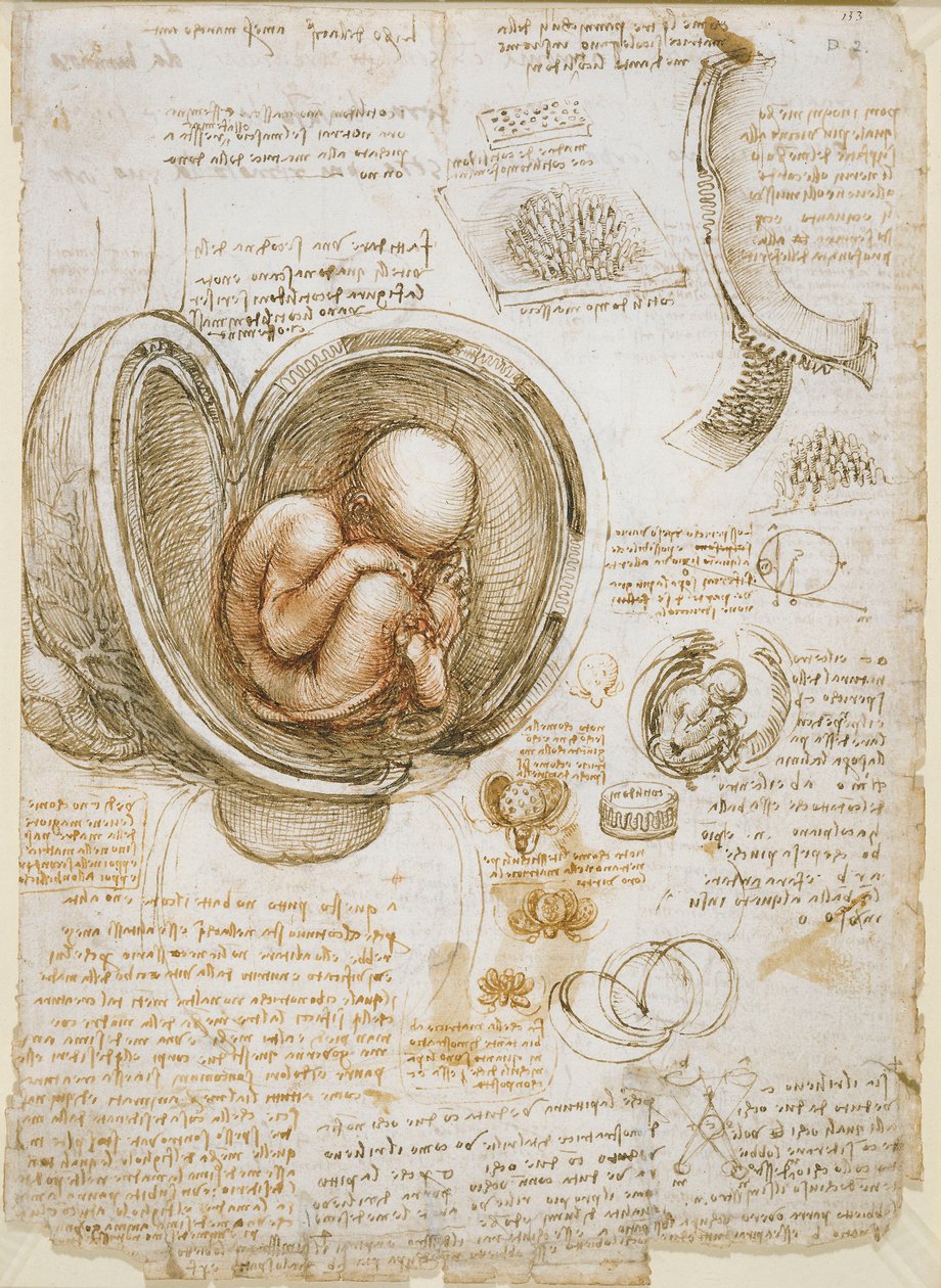 Estudos do Feto no Ventre de Leonardo da Vinci