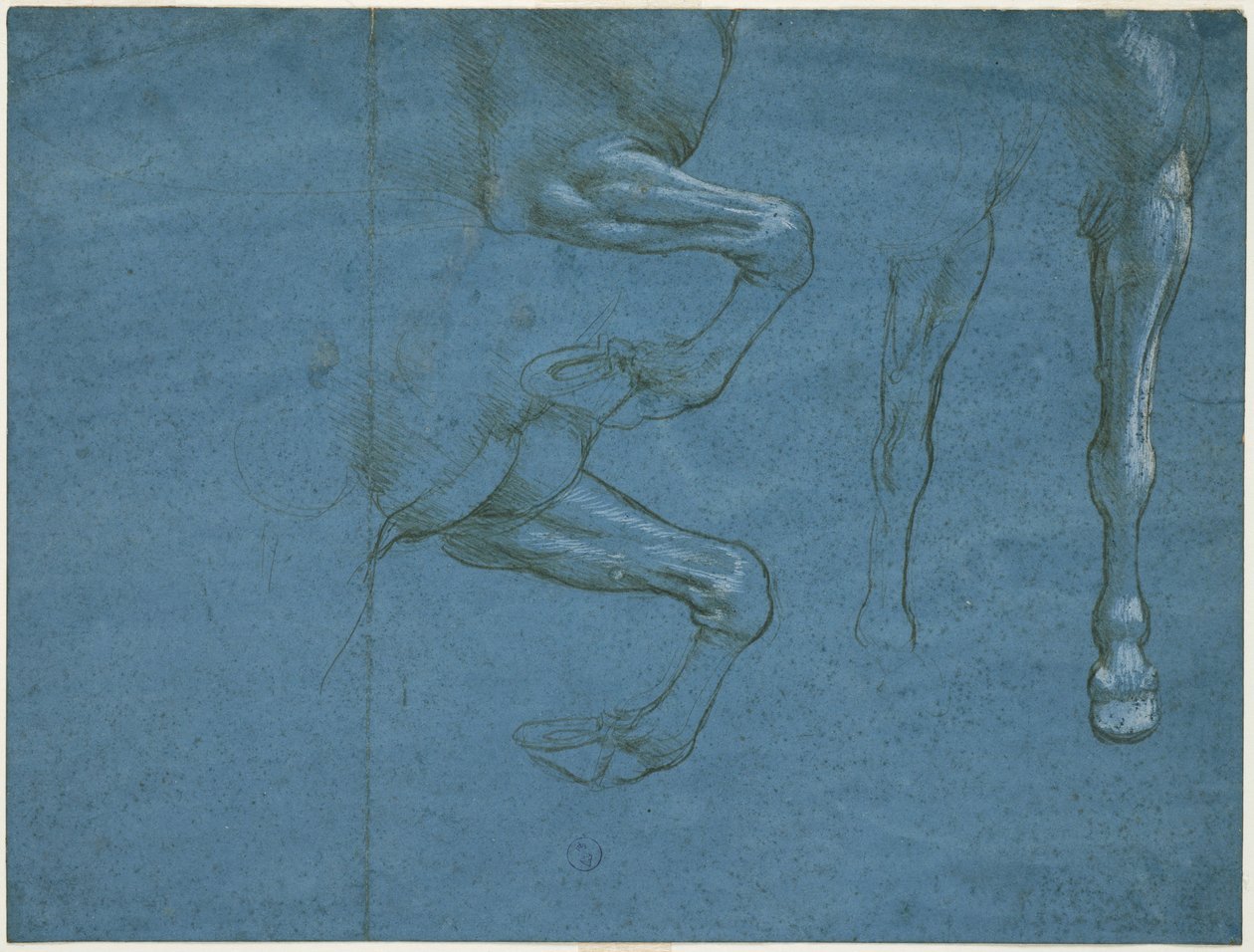 Estudos dos membros anteriores do cavalo, c. 1490 (ponta metálica e cal em papel preparado azul) de Leonardo da Vinci