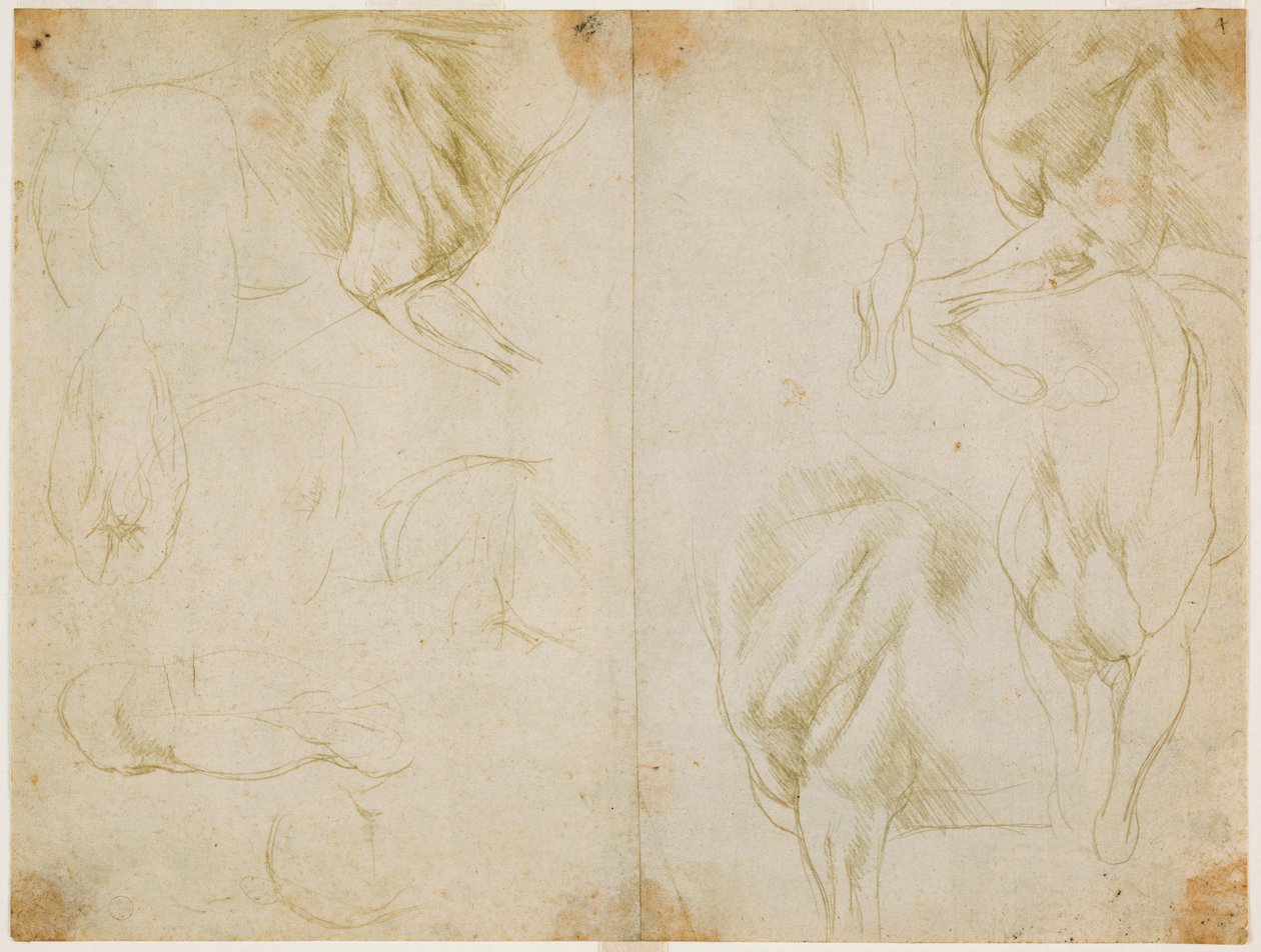 Estudos da musculatura dos membros anteriores do cavalo, c. 1480 (ponta de metal em papel verde-azeitona claro preparado) de Leonardo da Vinci