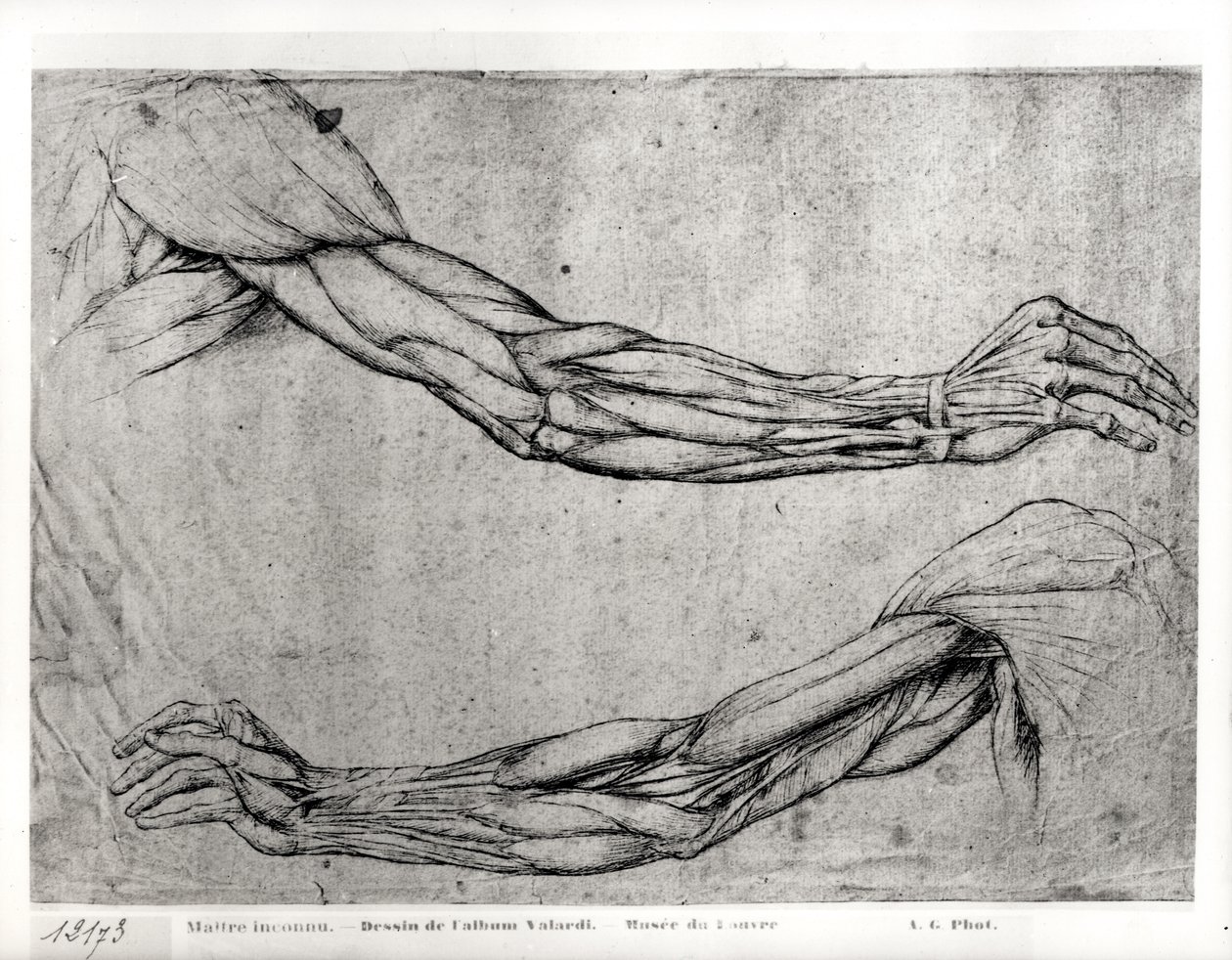 Estudo de armas de Leonardo da Vinci