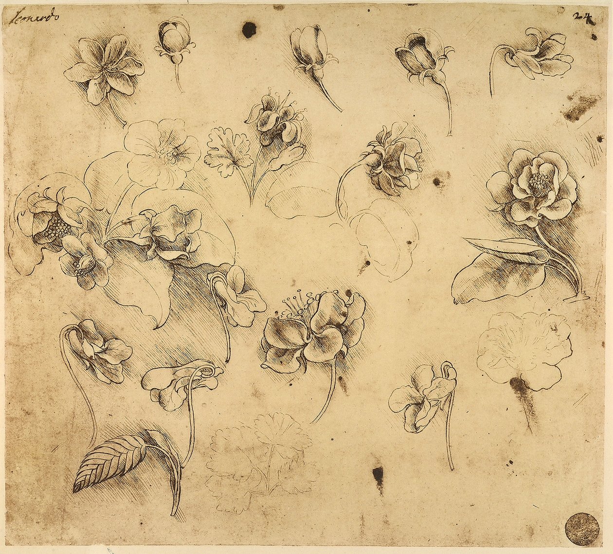 Estudo de flores, desenho de caneta sobre papel amarelado, com sinais de preparação do ponto de prata, de Leonardo da Vinci, conservado na Galeria da Academia, em Veneza. de Leonardo da Vinci