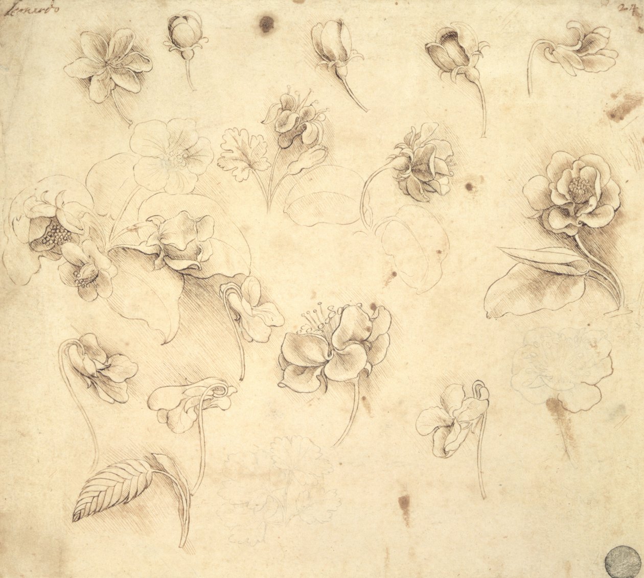 Estudo das Flores de Plantas Relvas (Briza Maxima) c.1481-83 de Leonardo da Vinci