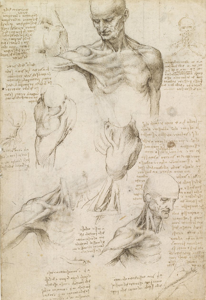 Anatomia superficial do ombro e pescoço (reto) de Leonardo da Vinci