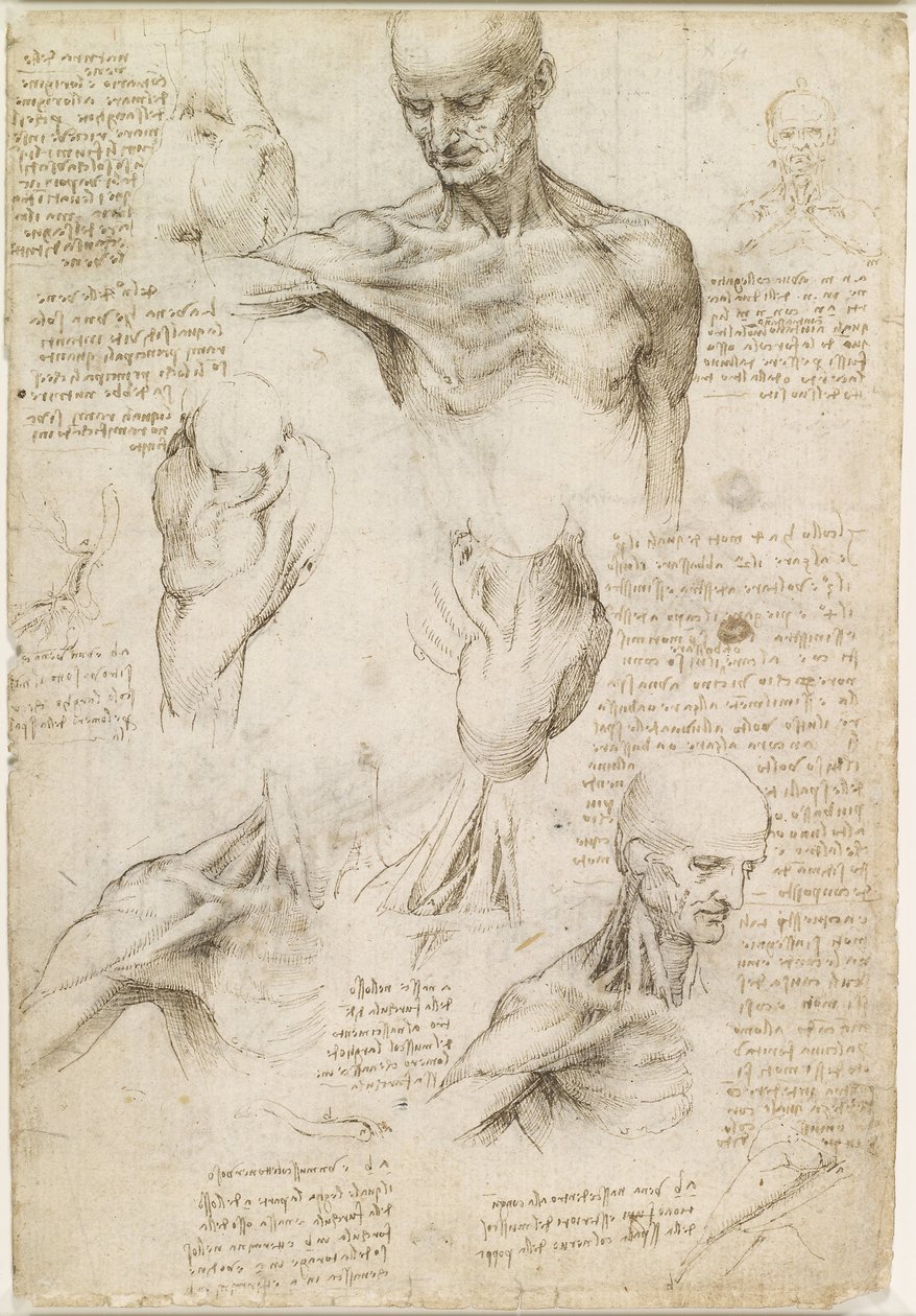 Anatomia superficial do ombro e pescoço (reto) de Leonardo da Vinci