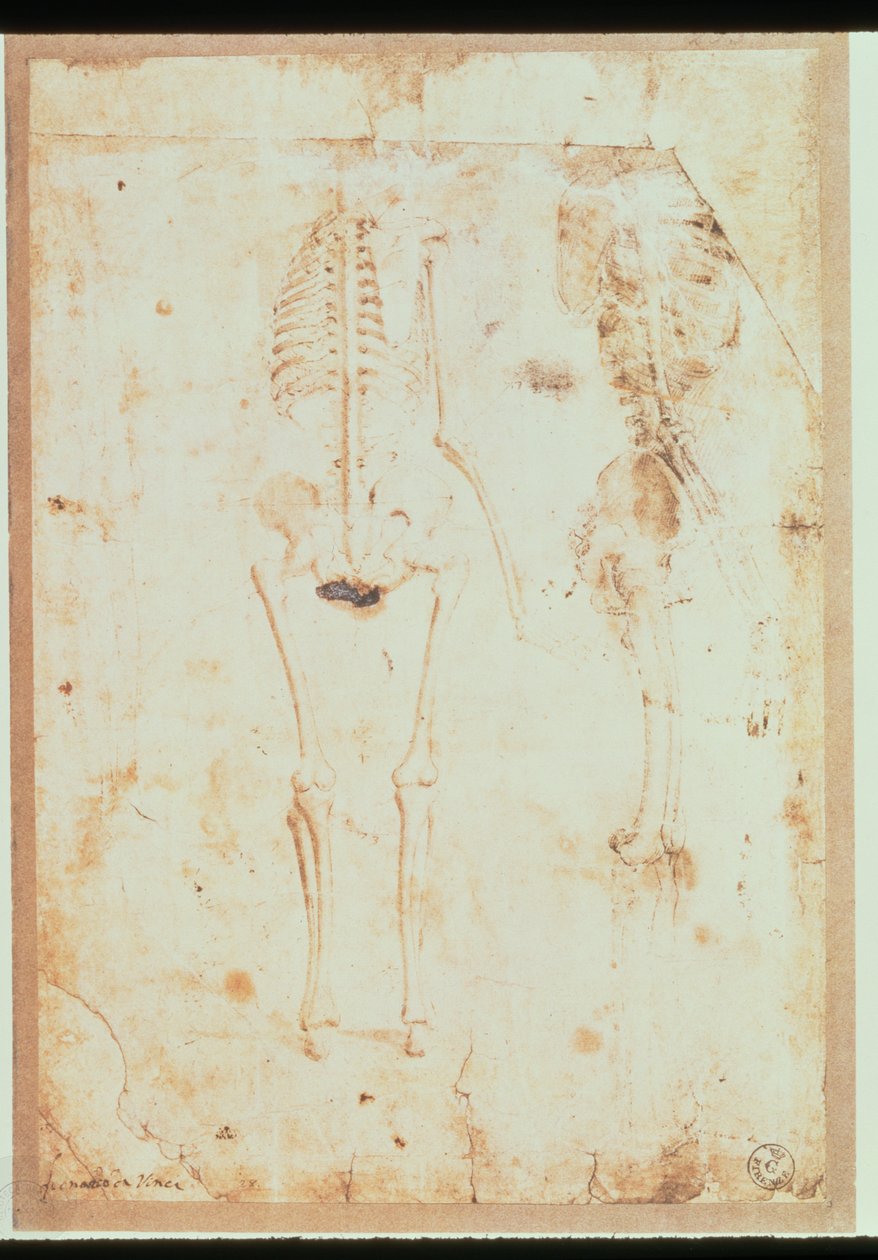 Dois estudos de um esqueleto suspenso (caneta e tinta com lavagem) de Leonardo da Vinci