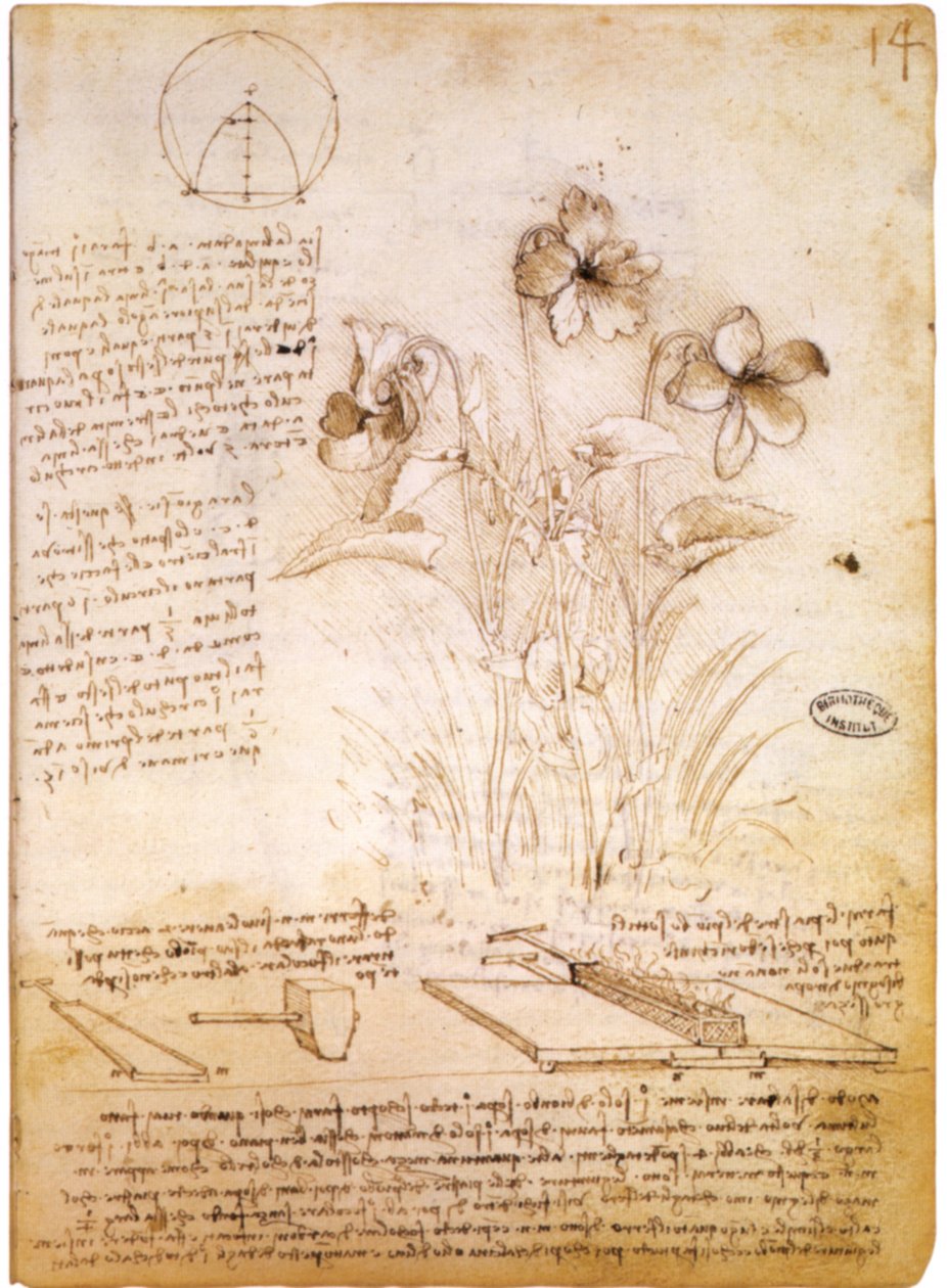figuras geométricas e desenho botânico de Leonardo da Vinci