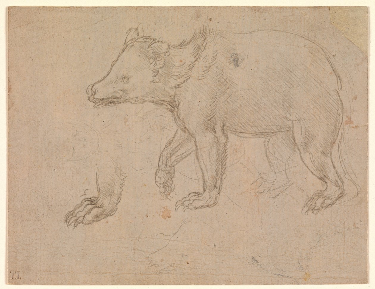 Um urso a caminhar de Leonardo da Vinci