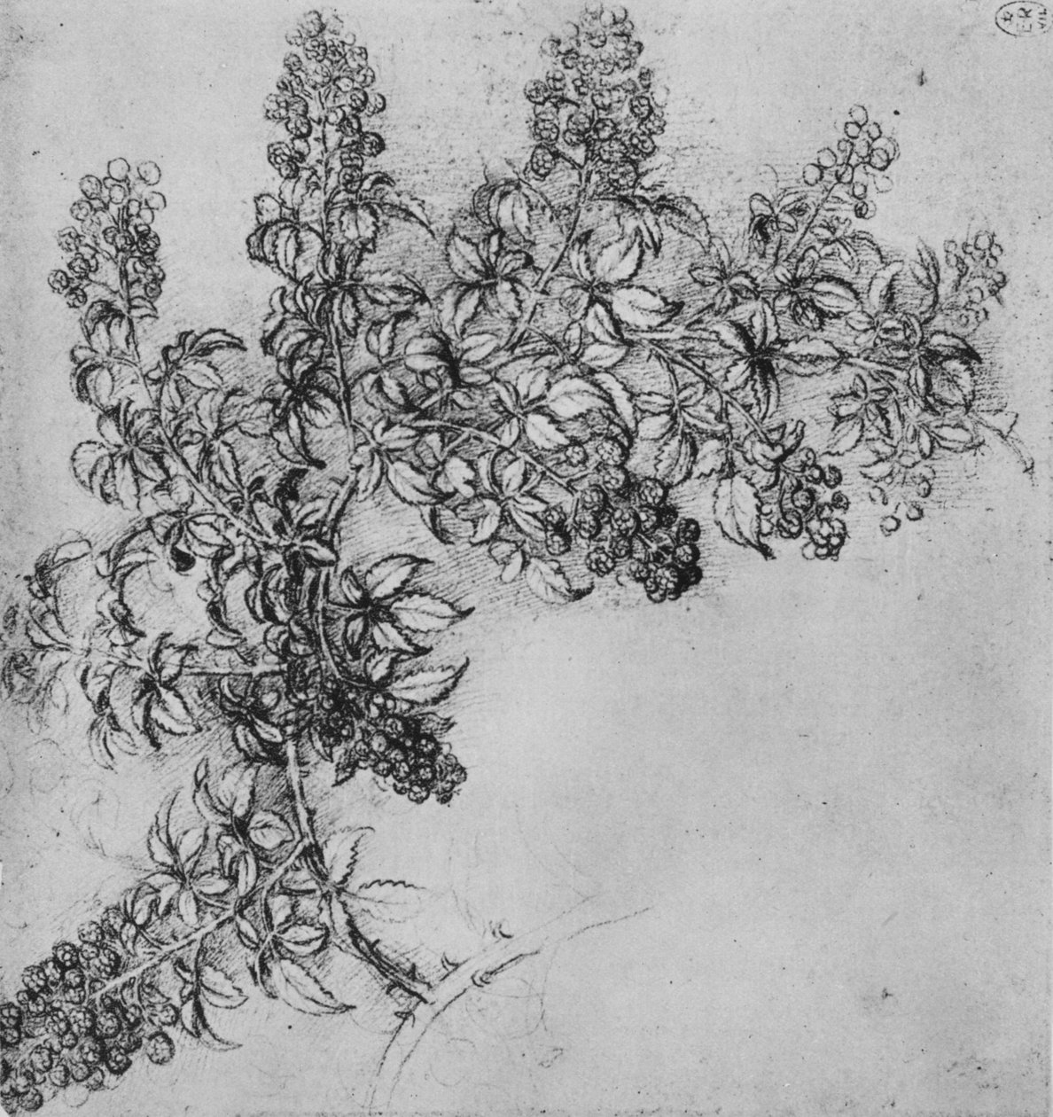 Um ramo de amora-preta, c1480 1945 de Leonardo da Vinci
