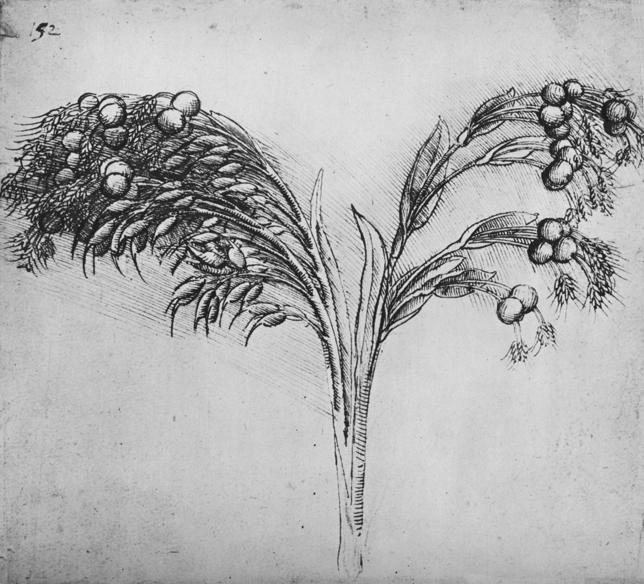Uma planta de haste longa, c1480 1945 de Leonardo da Vinci