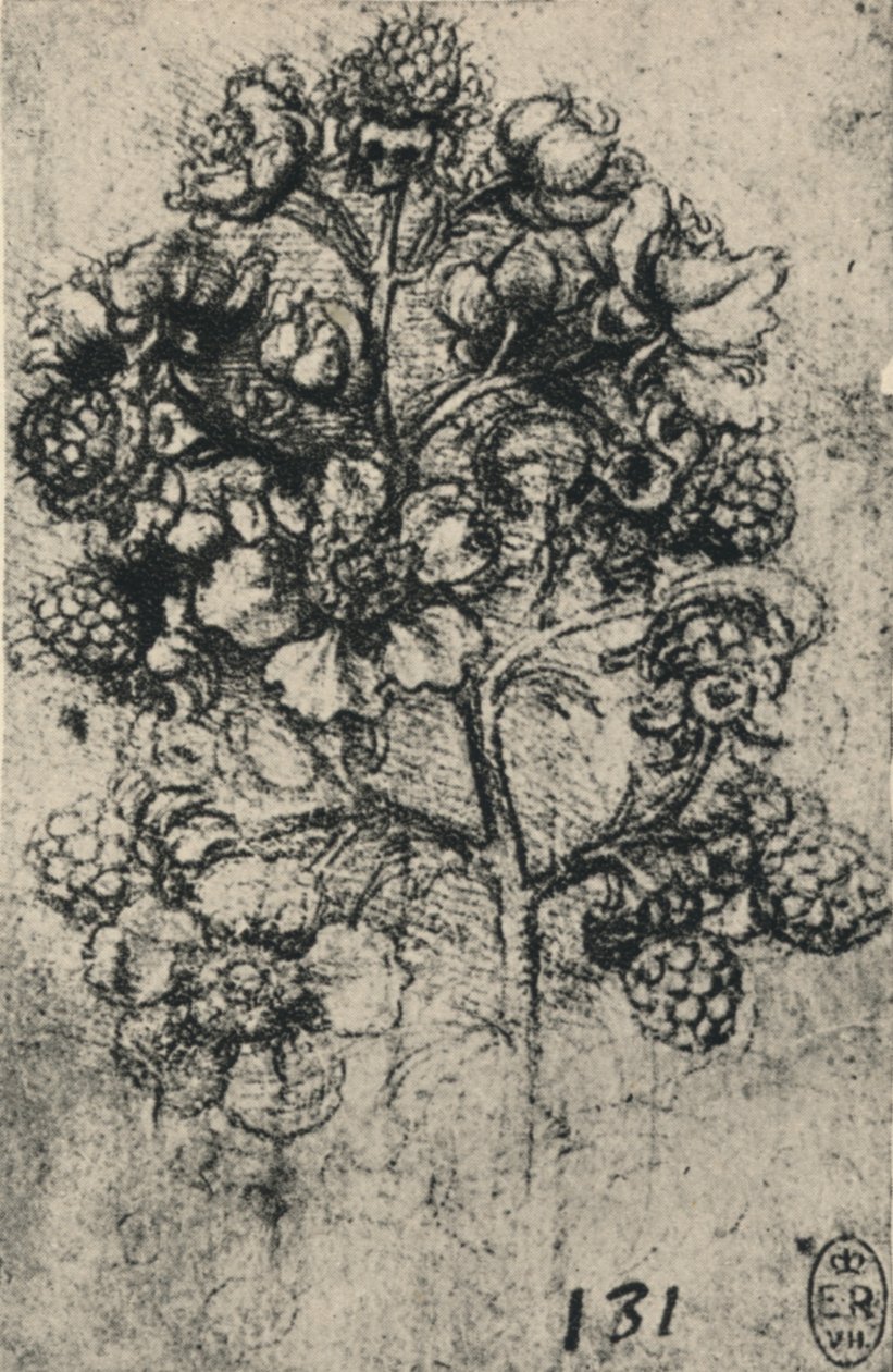 Um spray de amora, c1480 1945 de Leonardo da Vinci
