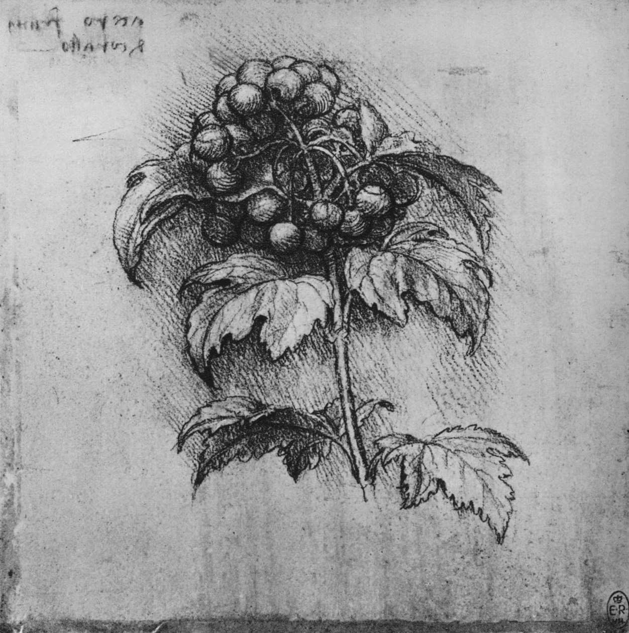 Um spray de uma planta, c1480 1945 de Leonardo da Vinci