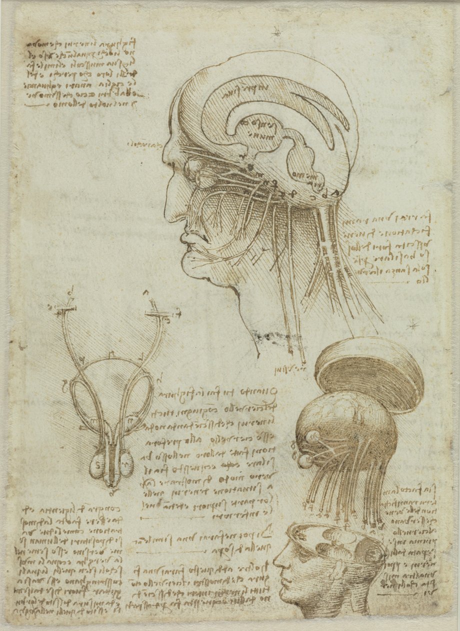 Uma folha manuscrita com desenhos anatômicos e notas, 1506-1508. de Leonardo da Vinci
