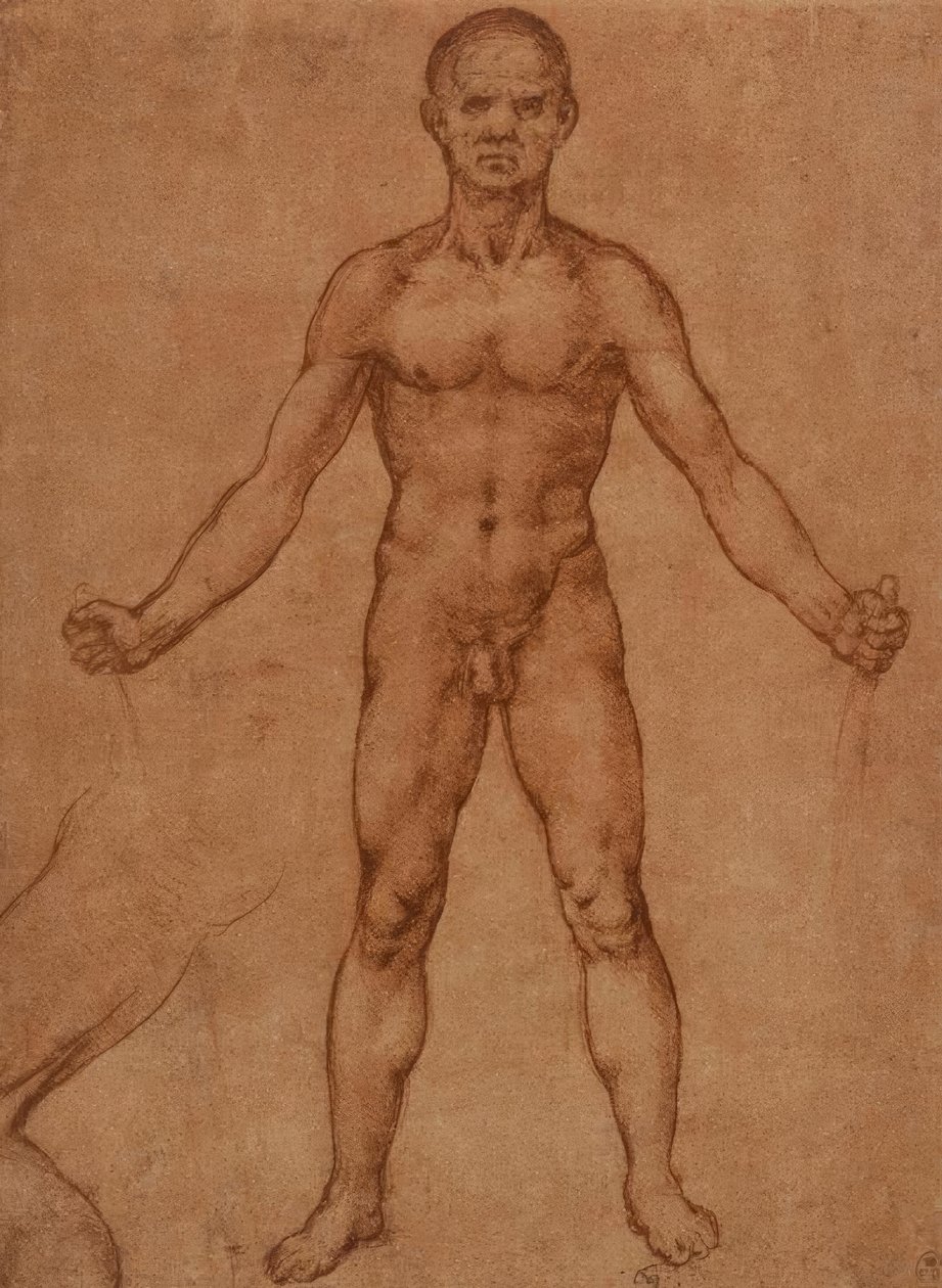 Estudo nu de um homem em pé, vista frontal de Leonardo da Vinci