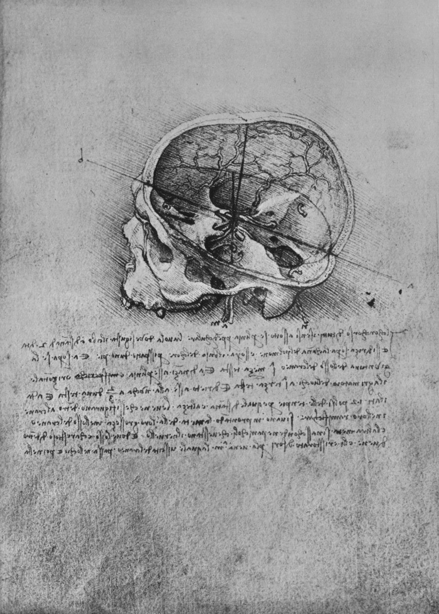 Desenho anatômico de uma caveira à esquerda, c1480 1945 de Leonardo da Vinci