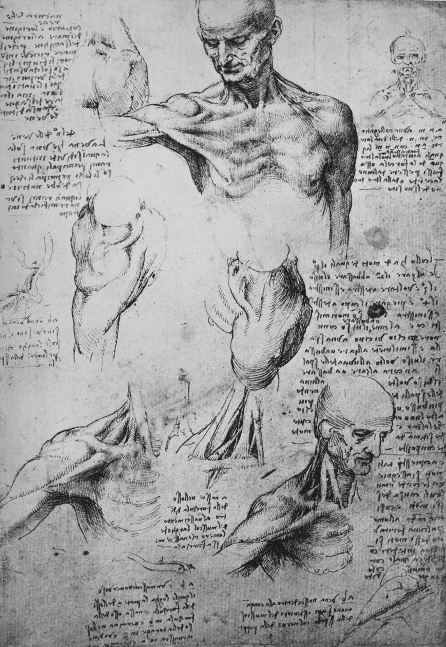 Desenhos anatômicos de um pescoço e ombros de um homem, c1480 1945 de Leonardo da Vinci