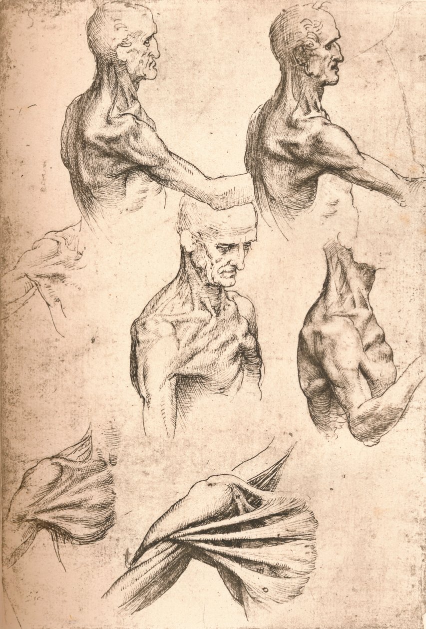 Desenho anatômico, c1472-c1519 1883 de Leonardo da Vinci