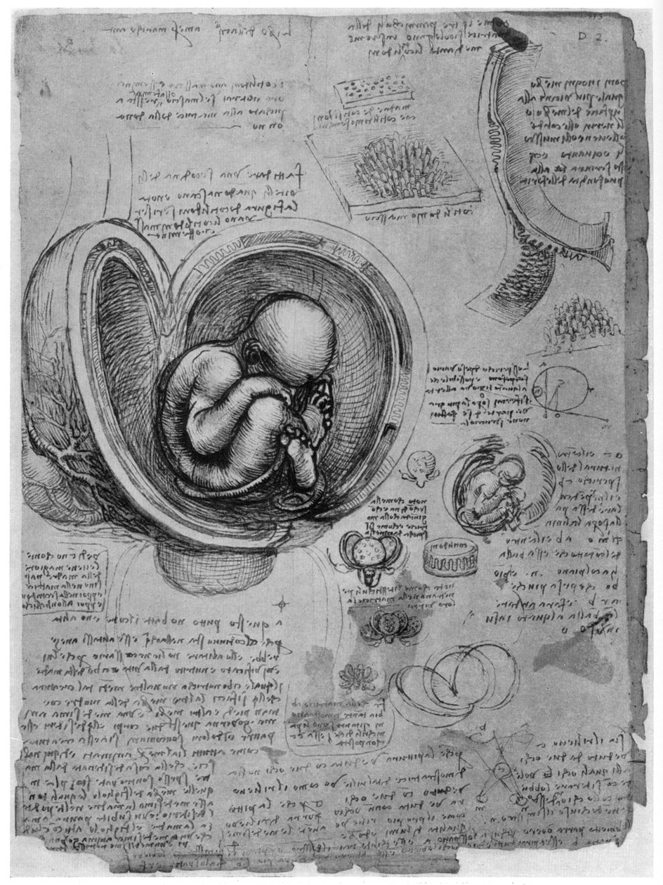 Esboço anatômico de um feto humano no útero, c1510 1954 de Leonardo da Vinci