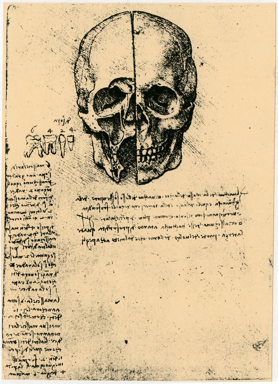 Esboço anatômico de um crânio humano, c1472-1519 de Leonardo da Vinci