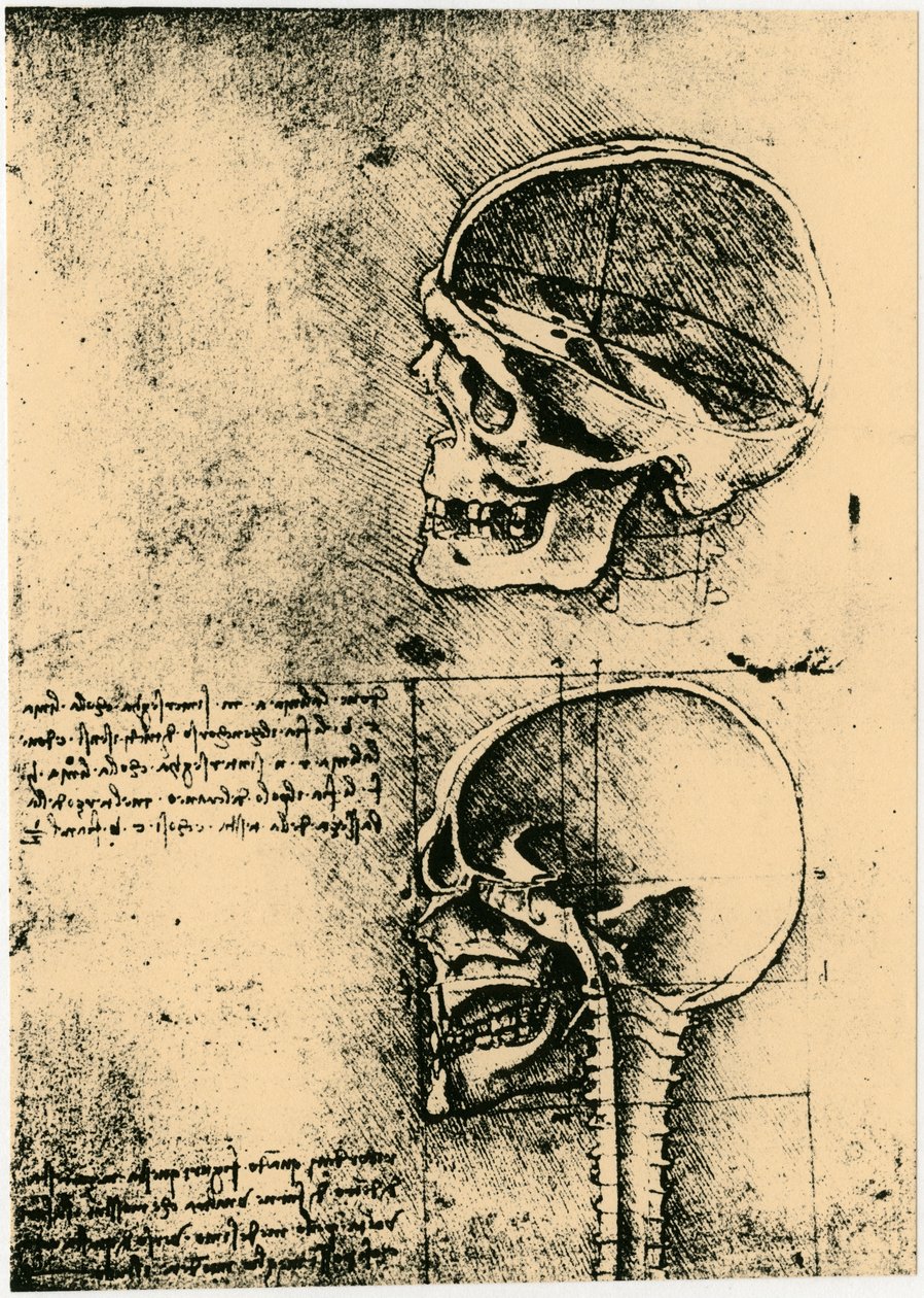 Esboço anatômico, dois estudos de um crânio humano, c1489 de Leonardo da Vinci
