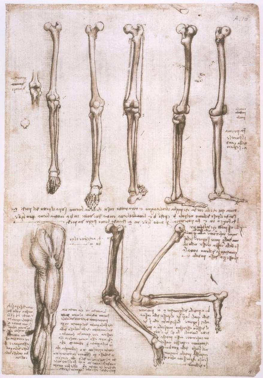 estudos de anatomia de Leonardo da Vinci