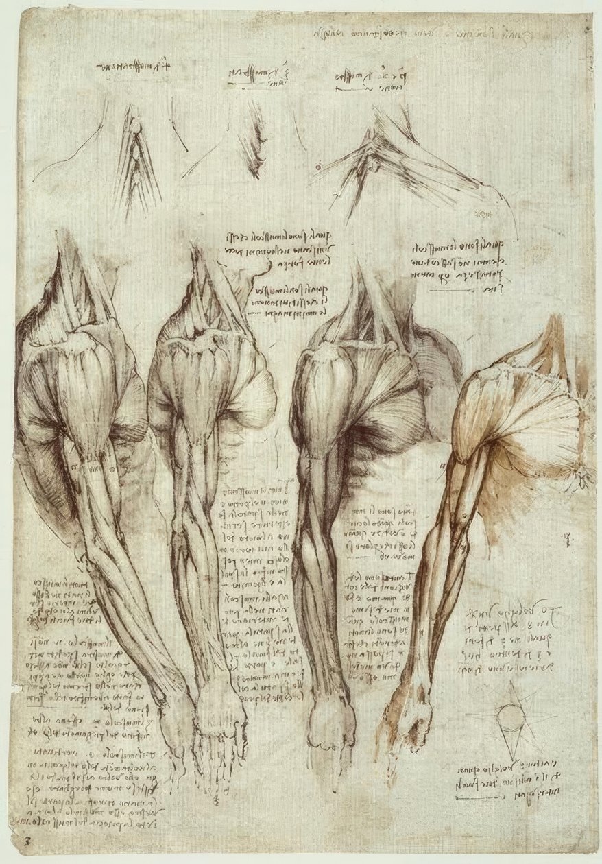 estudos de anatomia de Leonardo da Vinci