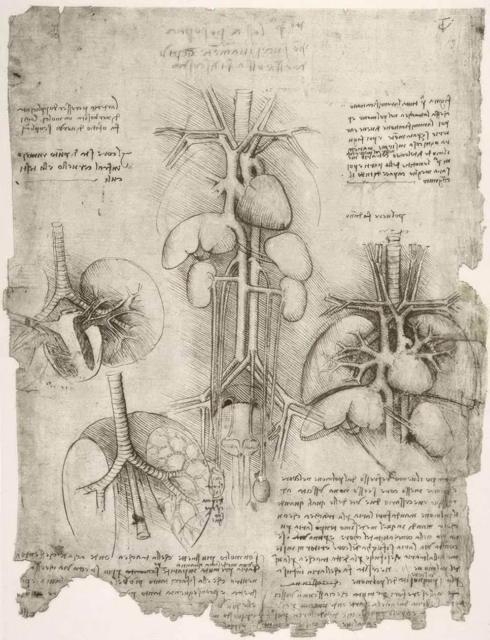 estudos de anatomia de Leonardo da Vinci