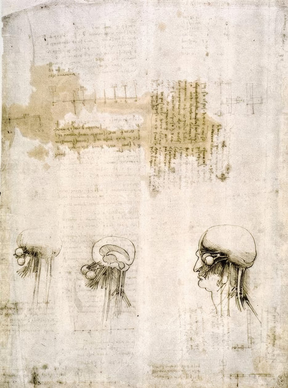 estudos de anatomia de Leonardo da Vinci