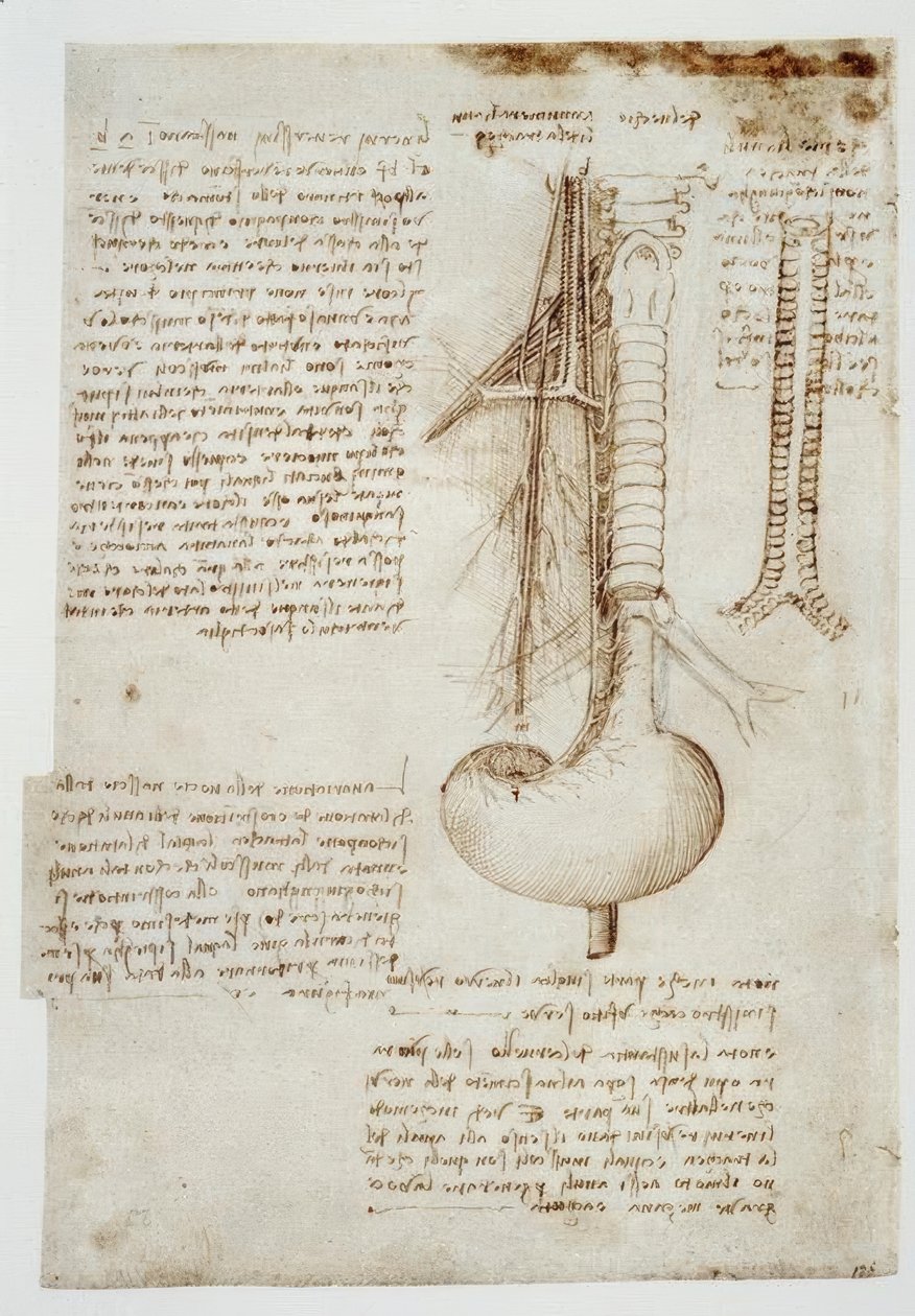 estudos de anatomia de Leonardo da Vinci
