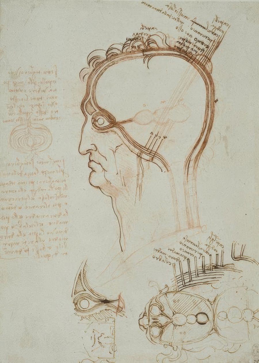 estudos de anatomia de Leonardo da Vinci