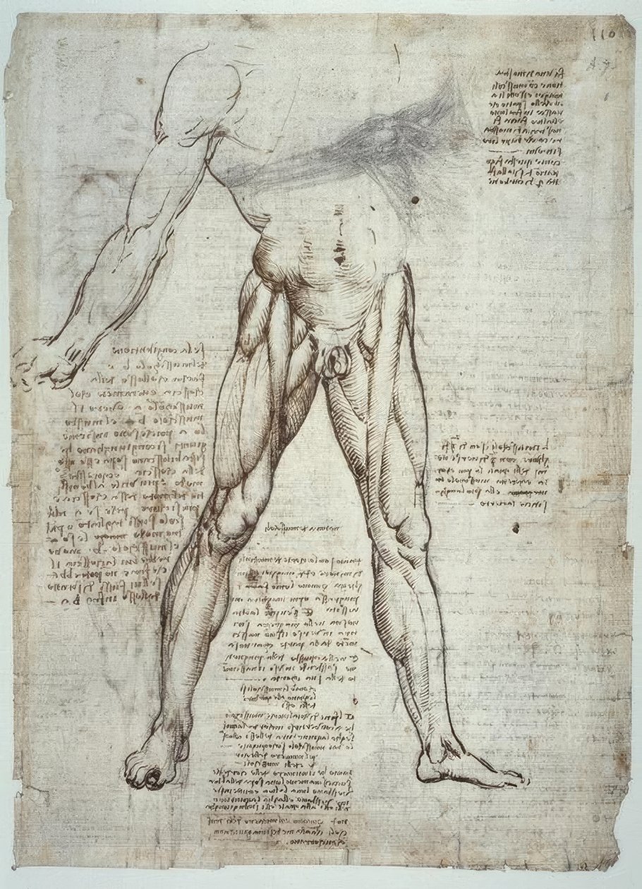estudos de anatomia de Leonardo da Vinci