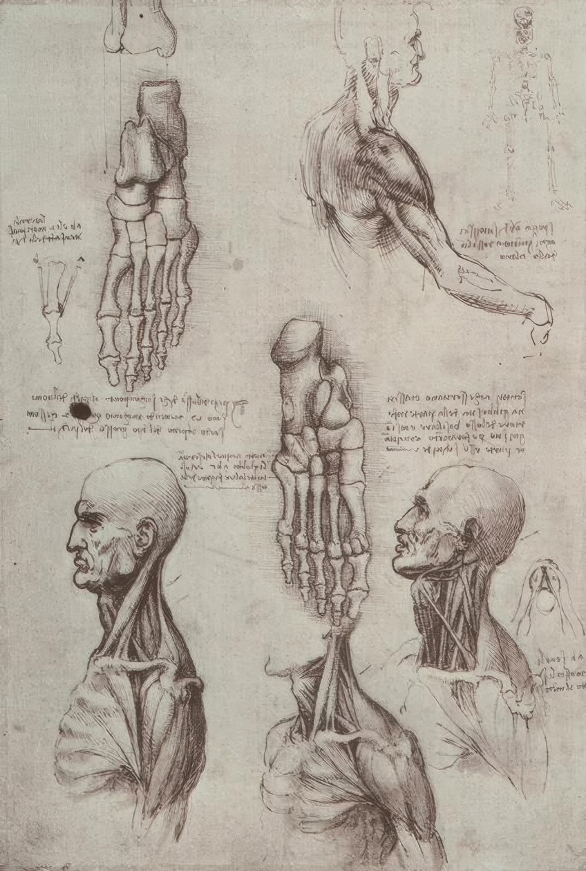 estudos de anatomia de Leonardo da Vinci