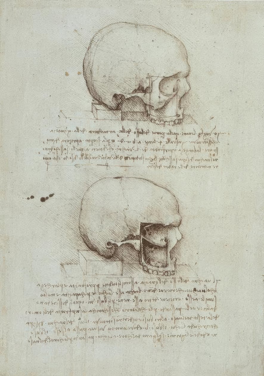 estudos de anatomia de Leonardo da Vinci