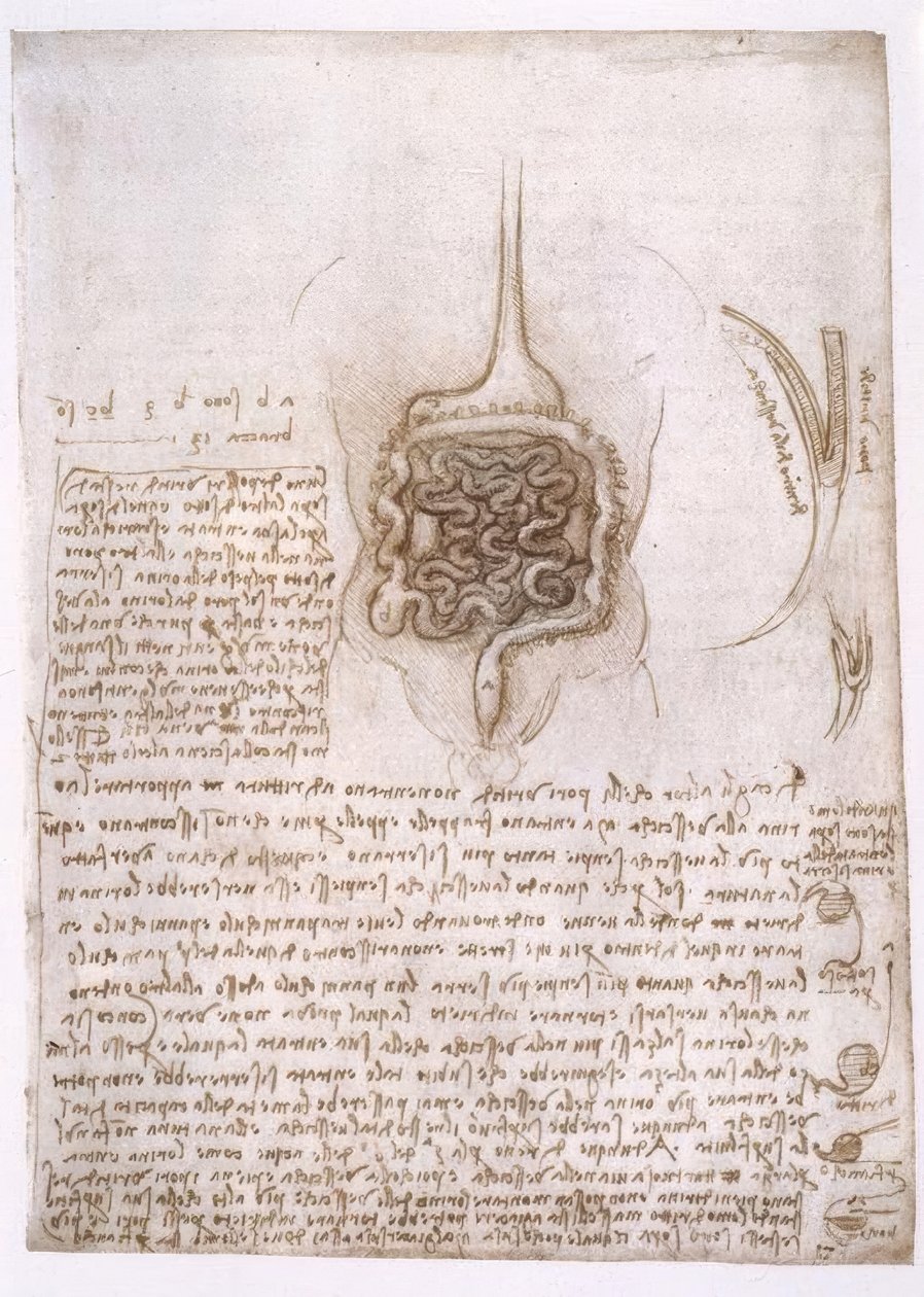 estudos de anatomia de Leonardo da Vinci