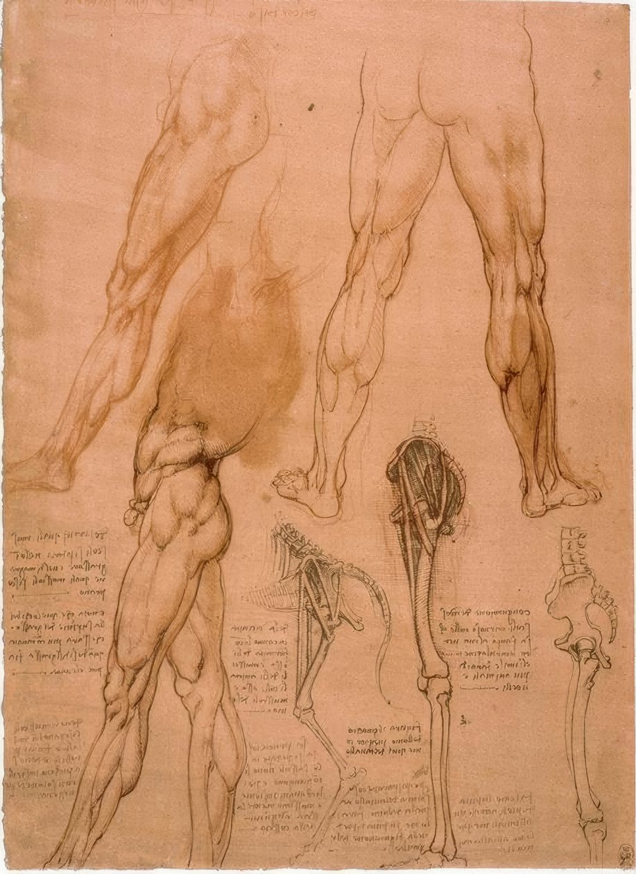 Estudos de anatomia: músculos das pernas de Leonardo da Vinci