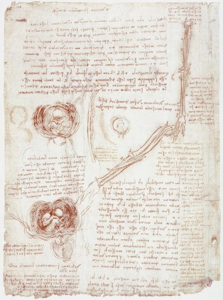 Estudos de anatomia: Movimento da articulação do cotovelo - feto no útero de Leonardo da Vinci