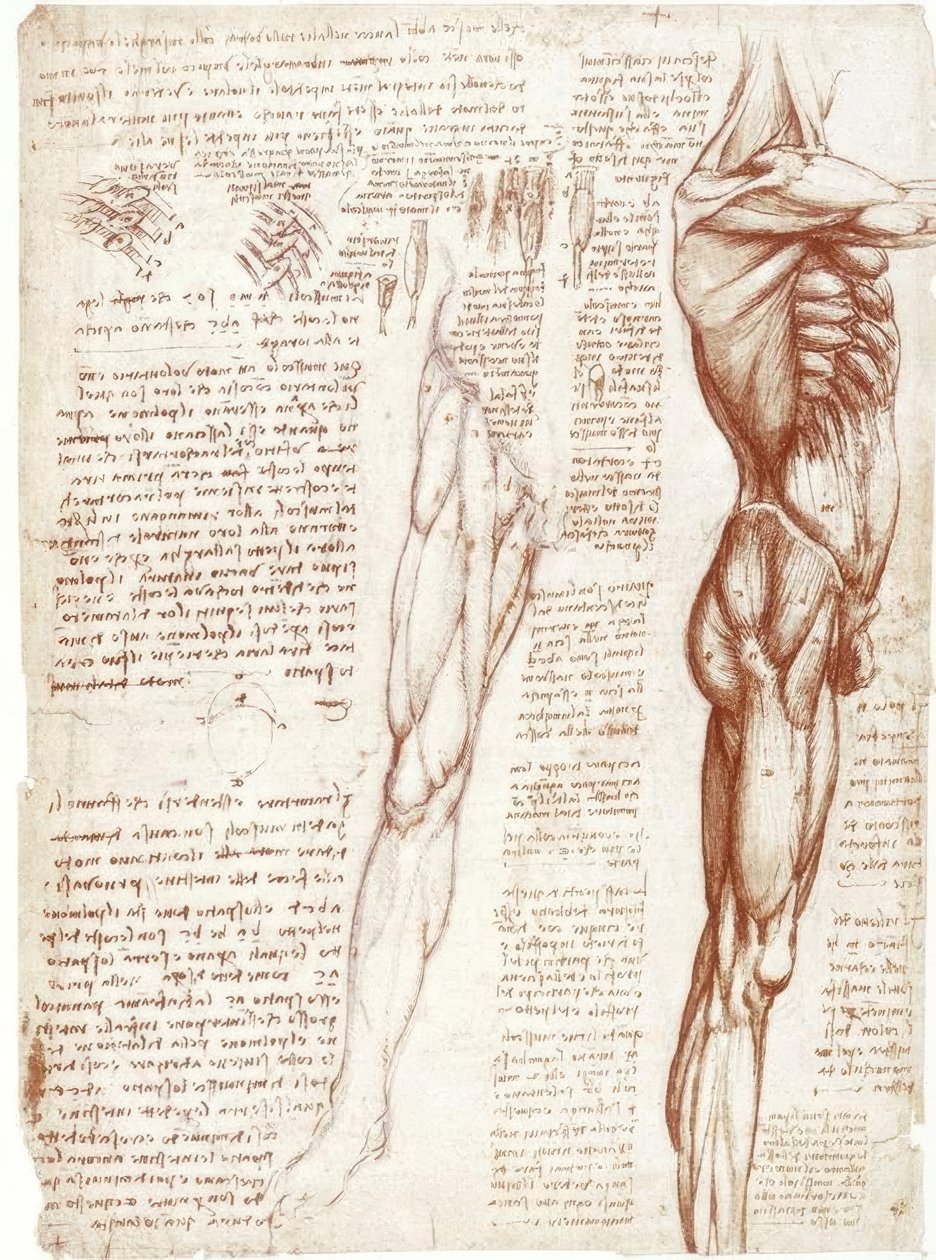 Estudos de anatomia: Musculatura do tronco e pernas de Leonardo da Vinci