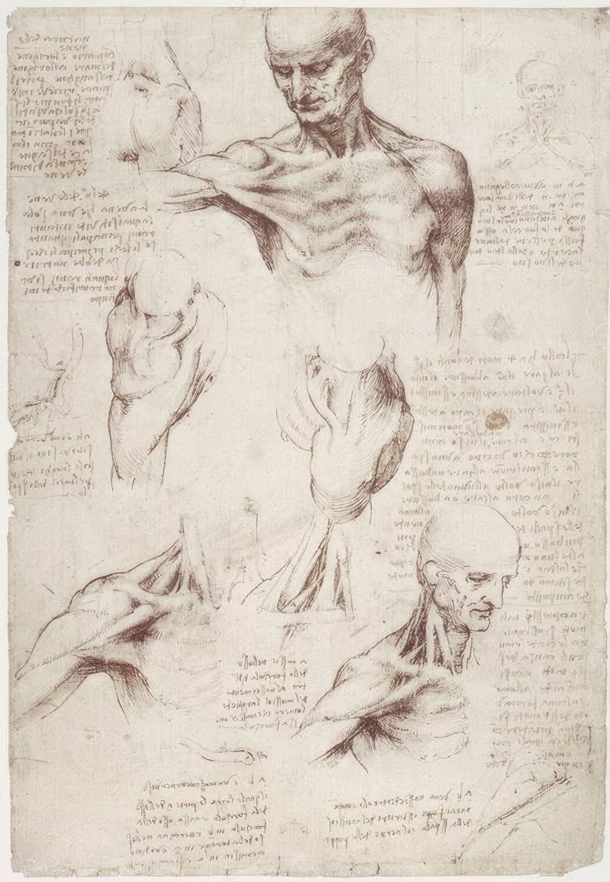 Estudos de anatomia: Os músculos da superfície do pescoço e ombro de Leonardo da Vinci