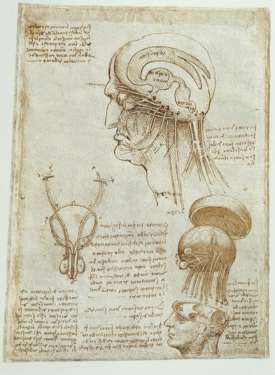 Estudos de anatomia: Cérebro, câmaras cerebrais e nervos cranianos - masculino de Leonardo da Vinci